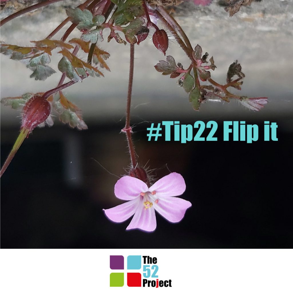 flip it, turn phone upside down, change of perspective, the 52 project, 52 tips, flip