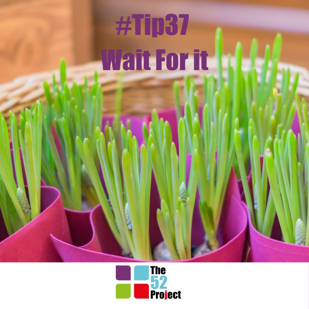 wait, wait for it, bulbs, the cactus surgeon, delayed gratification, rewards, when to plant bulbs, hannah powell, jen smith, dulcie swanston, iain price, the 52 project