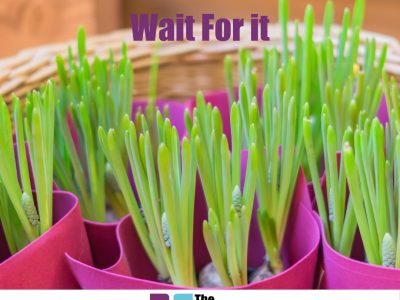 wait, wait for it, bulbs, the cactus surgeon, delayed gratification, rewards, when to plant bulbs, hannah powell, jen smith, dulcie swanston, iain price, the 52 project